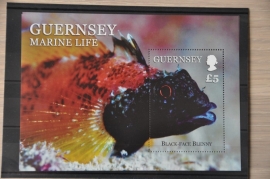 GUERNSEY VISSEN FISHES POISSONS ++ H 256