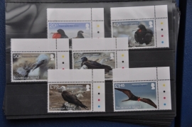 ASCENSION ISLANDS 2013 VOGELS BIRDS OISEAUX ++ L 84