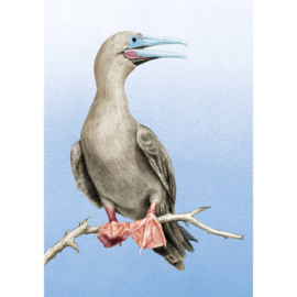 NEDERLANDSE VOGELS BIRDS BONAIRE  ++ D ( C)