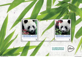 BEDREIGDE ZOOGDIEREN PANDA BEER  INCL 3 KAARTEN ++ M1-84