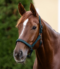 Waldhausen halster Atletisch