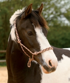Touwhalster Mintgroen