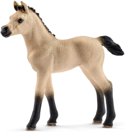 Paardenbox  Arabische Paarden en verzorgster