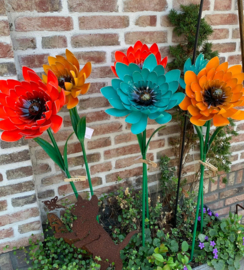 Tuinsteker rode bloem, Asteraceae