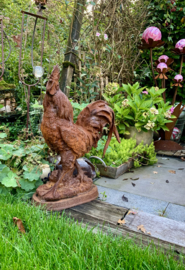 Haan 65cm hoog