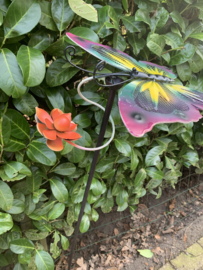 Spinner Vlinder