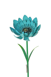 Tuinsteker blauwe bloem, Asteraceae