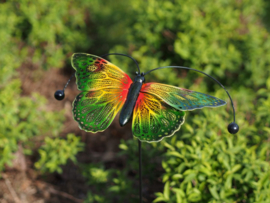 Tuinsteker  vlinder
