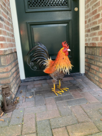 Haan kleurrijk