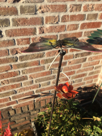 Spinner Vlinder