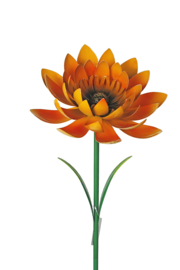 Tuinsteker gele bloem, Asteraceae