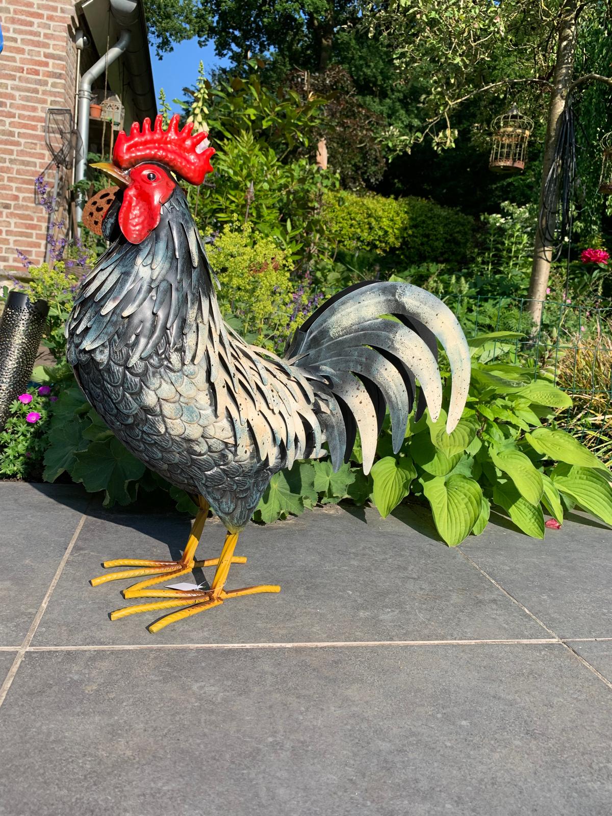 Stoere haan
