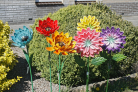 Tuinsteker rode bloem, Asteraceae