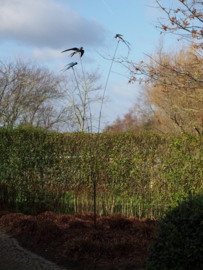 Zwaluwen in de lucht op tuinsteker