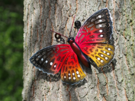 Vlinder rood  wanddecoratie