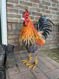 Haan kleurrijk