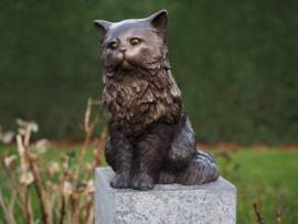 Perzische Kat