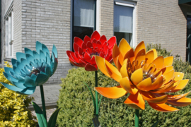Tuinsteker rode bloem, Asteraceae