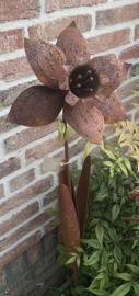 3D bloem Narcis roest