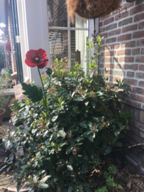 Grote klaproos op pin