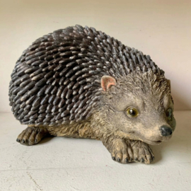 Egel levensecht