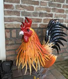 Haan kleurrijk