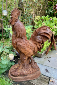 Haan 65cm hoog