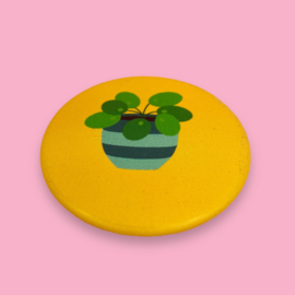 Button Pannenkoeken plant