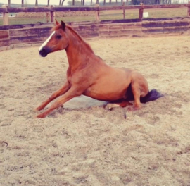 Troostkeramiek: Lady
