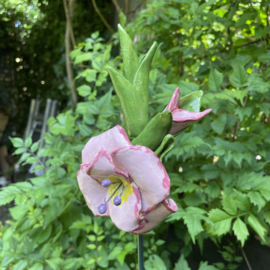 Gladiool  roze