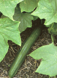 CUCUMBER