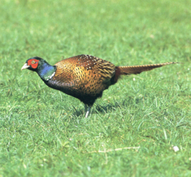 PHEASANT