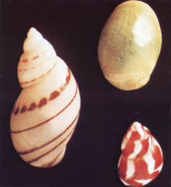 SHELL