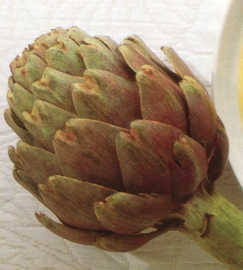 ARTICHOKE