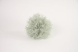 Decoratieve Bol Helichrysum