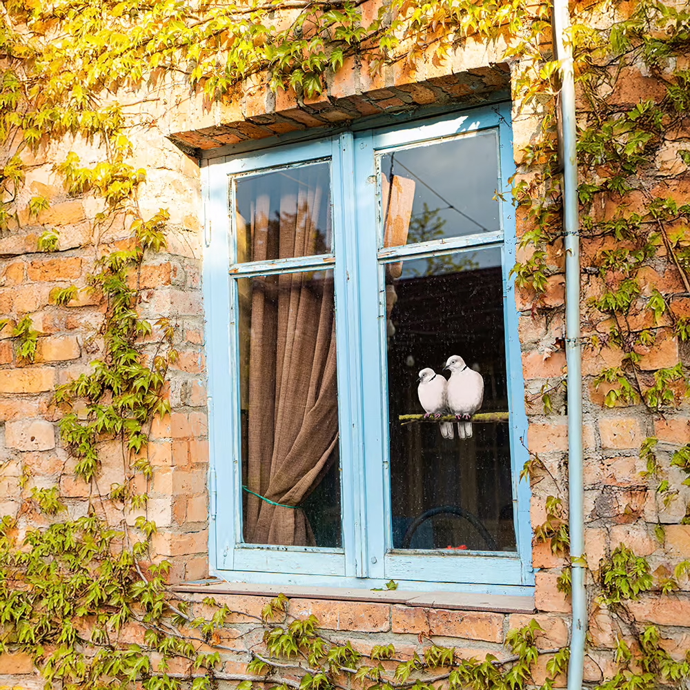 Turkse Tortels | dubbelzijdige Raamsticker