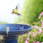 Vogeltränke auf Fuß aus Keramik, Petrol