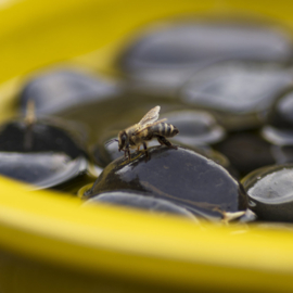 Bee & butterfly bath