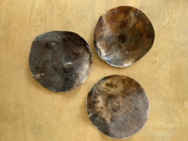 Schaaltje Placuna schelp ± 10 CM donker