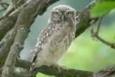 Little Owl Nest Box