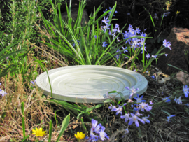 Vogelbad en insekten drinkschaal