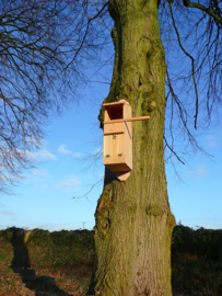 Waldkauz Nistkasten