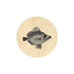 Fancy Fin Fish 19