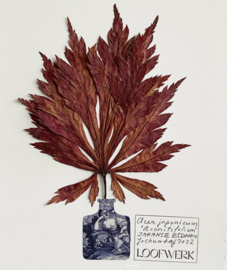 Herbarium Vazen Nr. 1 'Rotterdams blauw'