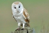 Barn Owl Box