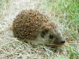 Egels in de tuin