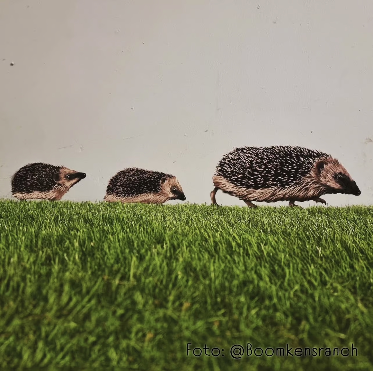 Egel | Muur-, Camperstickers