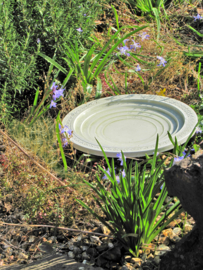 Vogelbad en insekten drinkschaal