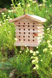 Solitary Bee Hive