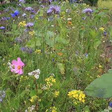 Zaaitips: Bloemenzaadjes voor de bij